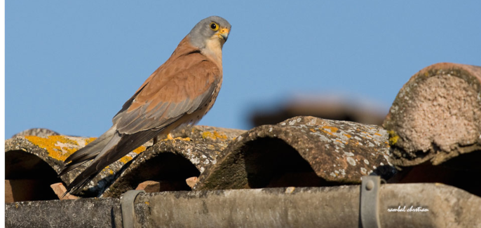 Faucon crécerellette © Ch.Rambal_LPO Occitanie